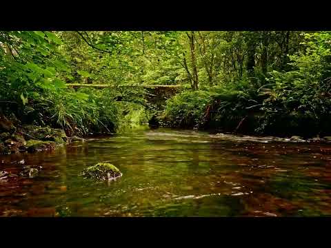 3小时舒缓的森林溪流声和鸟鸣声 _ 自然白噪音