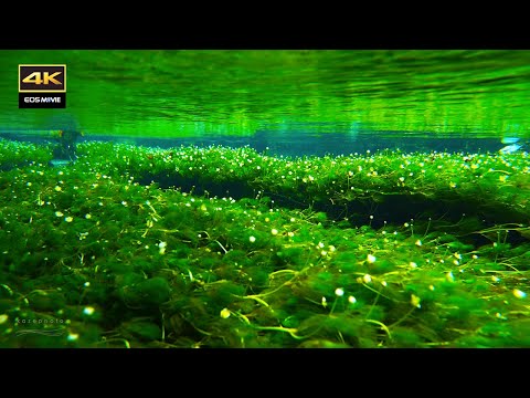 4K 你见过吗？水面下盛开的美丽花朵！水中花梅花藻在水面之下惊艳绽放