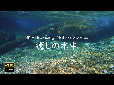 4K 惊人的圆原川水中景观到底有多震撼？绝对值得看一次！戴上耳机聆听真实水中声音，瞬间放松