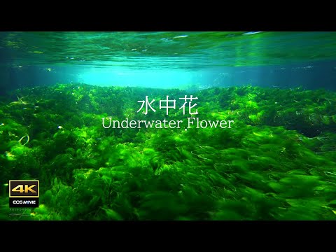 太治愈了！4K＋自然环境音带你走进7月醒井宿，看绽放在冰凉涌泉水中的梅花藻
