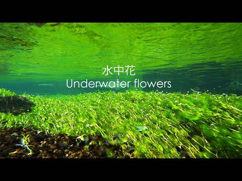 4K镜头下有多美？近距离特写水面下绽放的娇美花朵　水中花　梅花藻