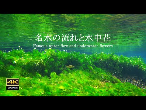 4K｜涌泉水面下竟藏着如此可爱的水中花！梅花藻盛放美景，醒ヶ井宿实拍