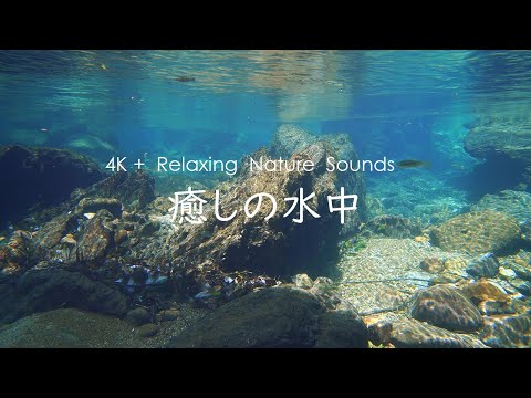 4K 惊艳水下影像！圆原川绝美水中景观曝光，一边看鱼群一边完全放松