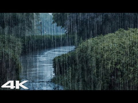 立即入睡 _ 森林公园令人放松的雨声 _ 白噪声 ASMR