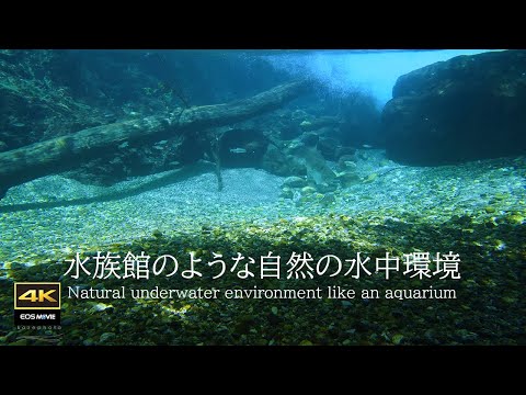 4K 圆原川自然环境音＋治愈水中影像＋水中音，瞬间放松身心！睡眠、作业、冥想必看