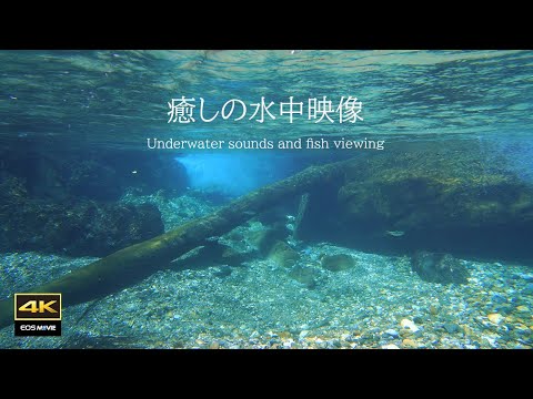 4K 自然环境音＋治愈水中影像与水中音，看鱼鉴赏让你瞬间放松的水下世界