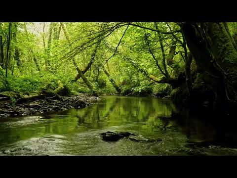 美丽的森林之声、平静的河流之声、森林鸟鸣、自然音乐、ASMR