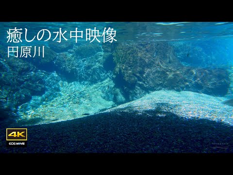 4K圆原川自然环境音有多治愈？沉浸式疗愈水中影像＋真实水中声音｜Healing underwater footage