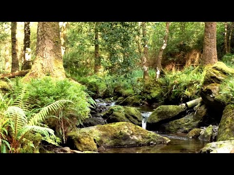 轻松的鸟鸣声和潺潺的溪流声，用于缓解压力的自然声音，ASMR