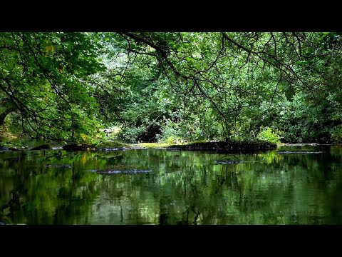 轻柔的河水声和鸟鸣声，令人放松的自然之声，ASMR，缓解压力，睡眠