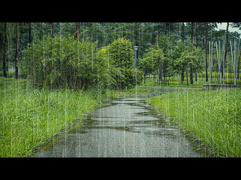 只需5分钟！大脑瞬间入睡的雨声 _ 科学促熟睡、彻底缓解失眠、身心安定疗愈ASMR