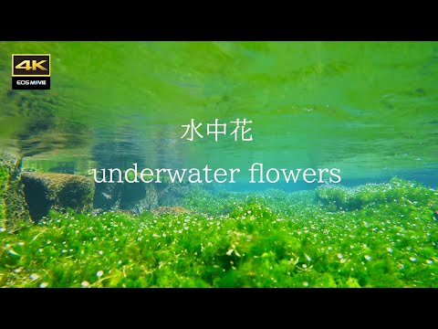 4K 这朵可爱花竟盛开在涌泉水面下！醒ヶ井宿梦幻水中花梅花藻实拍