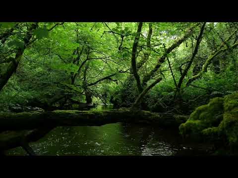 让人放松的森林溪流声，伴有轻柔的夜莺鸟鸣，适合深度睡眠的自然之声