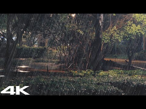 温柔的雨声让你心情舒畅，舒缓压力。 3分钟入睡