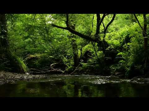 森林之声，潺潺流水声，伴着轻柔的鸟鸣