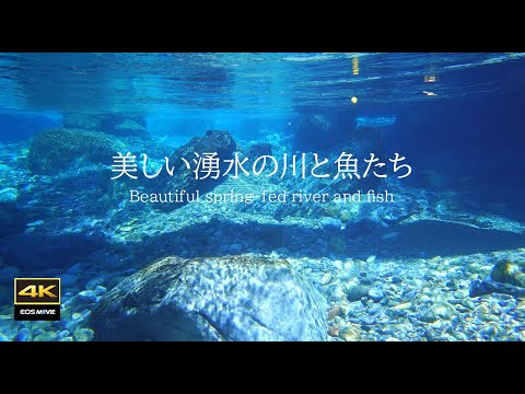 4K 惊人的圆原川水中景观！这辈子至少要看一次的水下世界｜戴上耳机聆听水中的声音，瞬间放松