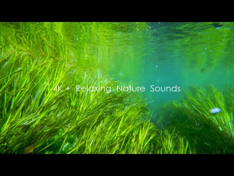 4K影像＋水中音｜安昙野蓼川水中的样子究竟有多治愈？水草轻轻摇曳，沉浸聆听治愈系水声