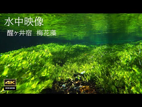 4K + 自然环境音 冰凉涌水中绽放的梅花藻花 醒井宿美景必看