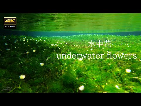 4K 你见过吗？醒井宿涌泉水面下盛开的可爱水中花——梅花藻