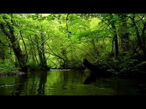 森林河流和轻柔鸟鸣的自然之声